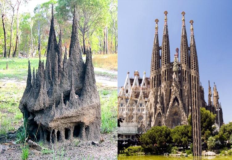 On the left is a termite mound, and on the right is La Sagrada Familia, designed by Antoni Gaudí. Unlike the termite mound, the Gaudí’s work was built with a plan in mind. (Image credit: link)